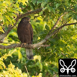 サトウキビ畑を囲む防風林を双眼鏡で見ていると暗色型サシバが目に飛び込んできました。違う鳥を探していたのですが、うれしい出会いです。^^
