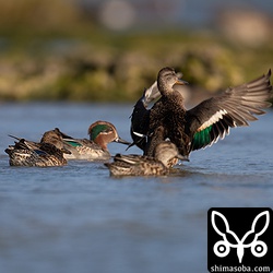 コガモもたくさんいる。