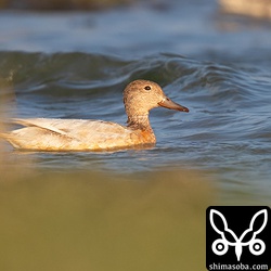 反対側から。目の色を見る限りは成鳥ですね。