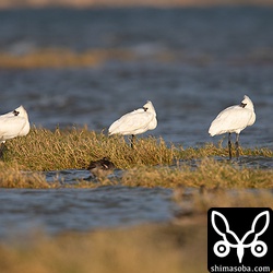 クロツラヘラサギ3羽。