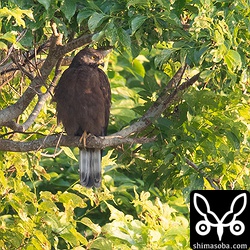 少し光が当たると一層、顔が灰色がかって見えます。