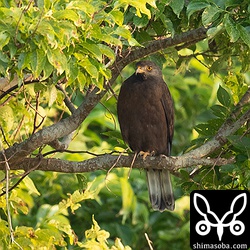 成鳥なのは間違いないですが、雌雄はどちらだろう。顔のあたりが灰色がかっているのと眉斑の痕跡がないのでオスか? とも思ったけど、南部の個体よりも優しい顔立ちをしている。分かる人いたら教えてください。