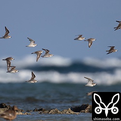 ほぼメダイチドリの群れ。