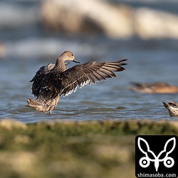 次に多いのがオナガガモ。