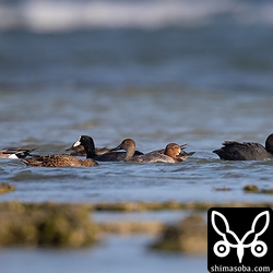 ホシハジロ、オオバン、ヒドリガモ、オナガガモ