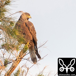 近くに止まったのですが、モクマオウの葉っぱがじゃまです。^^;