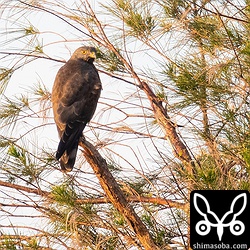 背面から。暗色型サシバは、顔が黒く、背中も一面褐色です。