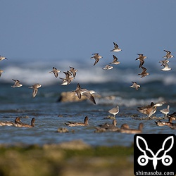 アオアシシギ、トウネン、ヒバリシギ、ハマシギの群れ。