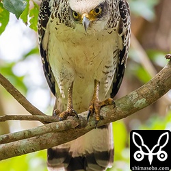 今年は非常に少ないカンムリワシの幼鳥。