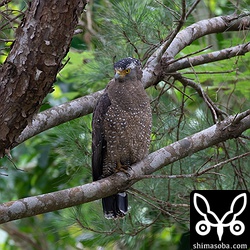 こちらは崎枝周遊道路沿いにいたカンムリワシ。