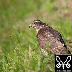 ハイタカも幼鳥でした。警戒心の薄い愛想のいい個体です。