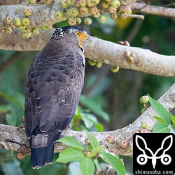 上のカンムリワシとつがいの個体。鳴き交わしていた。