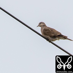 ハイタカに飛ばされ、行方不明になったベニバト。