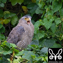 カンムリワシのオス。