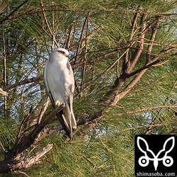 太陽の光が差すと目がルビーのように輝いた。これぞカタグロトビですね。