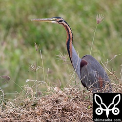 ムラサキサギ成鳥。今年は沖縄本島にも幼鳥が現れた。