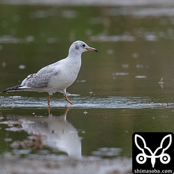 ユリカモメの幼鳥。幼鳥を見たのは今回が初。