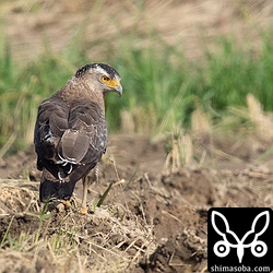 ハイタカと同じ田んぼにいたカンムリワシ。お互い無関心だった。