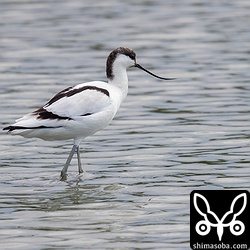 上空にミサゴが現れたら慌てた様子で水深がある方へ避難。