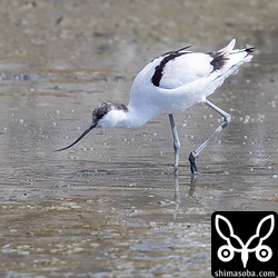 幼羽から第1回冬羽へ移行中。