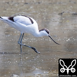 ソリハシセイタカシギ幼鳥。