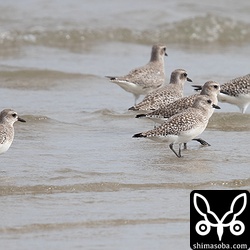 ダイゼンの群れも同じ場所で休憩。