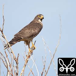 普通のサシバはいたるところにいます。