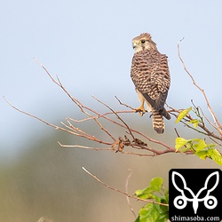 チョウゲンボウも複数羽いた。今年は、サシバ、チョウゲンボウ以外にも猛禽類が沖縄本島各地でいろいろ出ます。