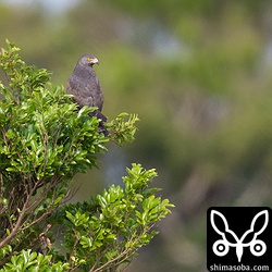 防風林から獲物を狙う。