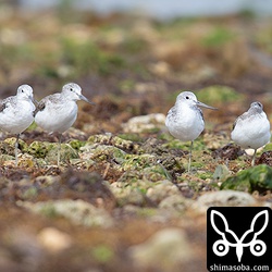 アオアシシギは岩場で休憩。