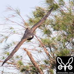 こちらへ飛んだ!!