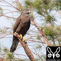 天気も良く比較的近くで撮れました。