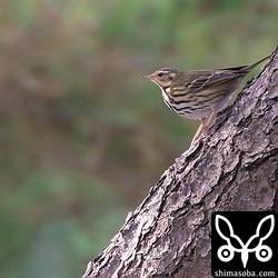 ビンズイが決まって入る公園。20羽近くいました。