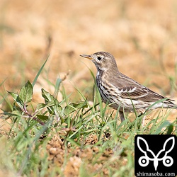 タヒバリは　10羽ほどの群れが田んぼにいました。