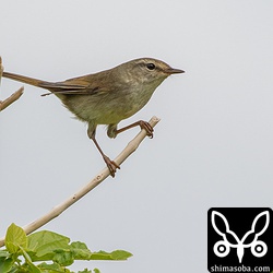 ウグイスも増えてきました。自宅前の公園などにも鳴き声はするのですが、姿はなかなか拝めず。