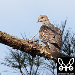 部分白化のキジバト。全く同じ場所での再会。通年いるのか、渡ってきたのか。