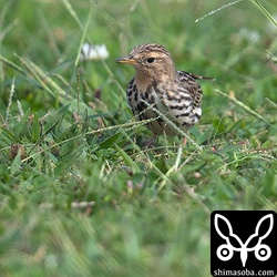 うっすら顔に赤みがある。若いオス?