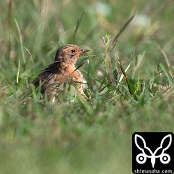 ムネアカタヒバリのオス。