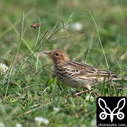 こちらもオスかな。