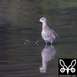 2羽いたエリマキシギは1羽になっていた。休憩するときは、コガモの群れに混ざっていた。
