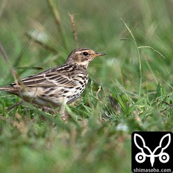ムネアカタヒバリのメス。