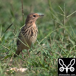 ムネアカタヒバリ成鳥オス。