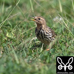 顔のあたりが赤みがかり、くちばしの黄色が目立つ。若い個体か?