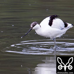 ほとんど休む間も無く動き回り採餌しています。