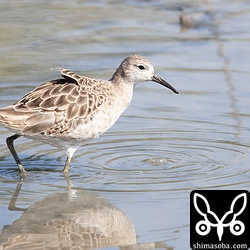 当初は、2羽いたエリマキシギは1羽になってしまいましたが、元気に越冬中。