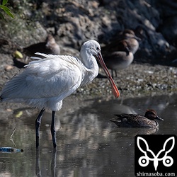 2年ぶりのヘラサギ。渡ってきたばかりのようです。
