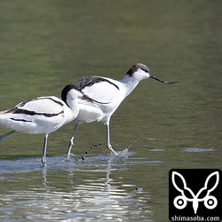 成鳥(左)は、わざわざ幼鳥に近づき攻撃していた。