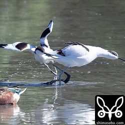 ソリハシセイタカシギは2羽に増えていましたが、ケンカばかり…。^^;