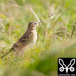 マミジロタヒバリは、草むらに潜るのでなかなか全身を拝めませんね…。^^;