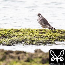 ホシムクドリを一箇所に集めた張本人。